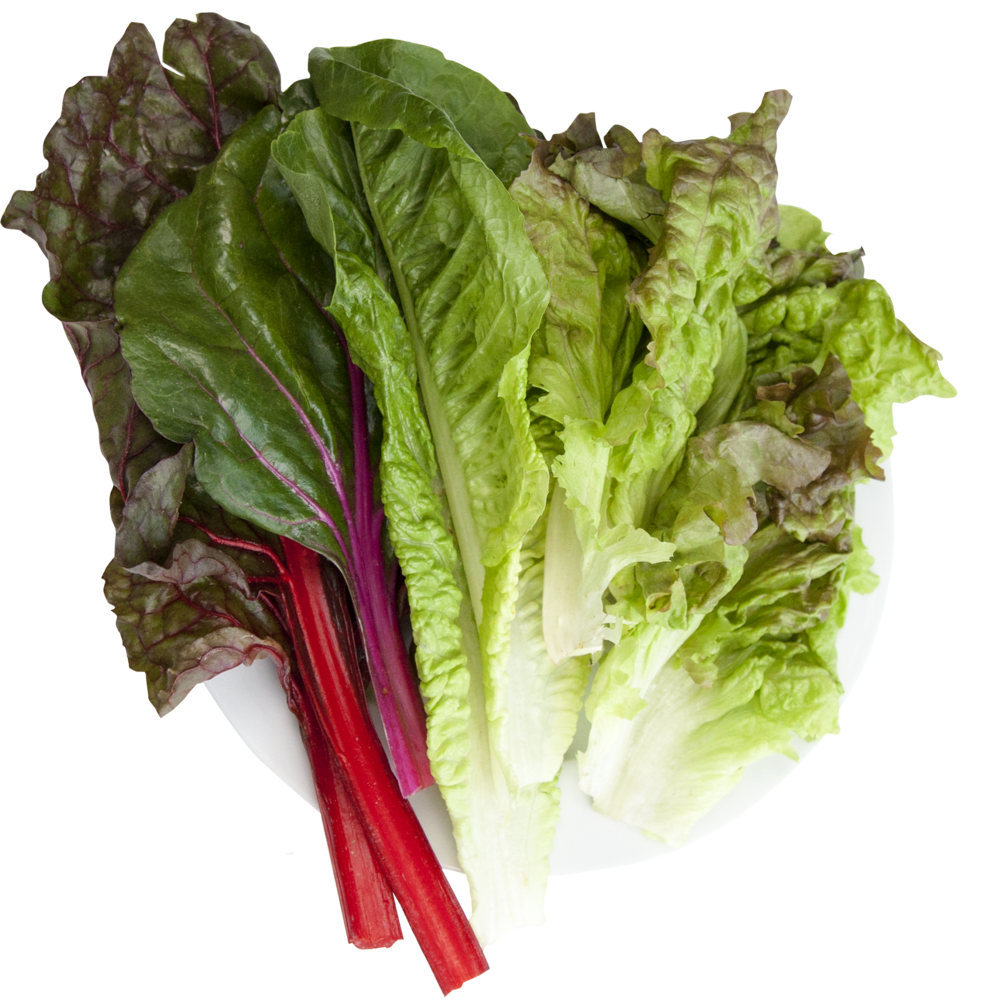 Lettuce clipart collard greens. Shop just vertical hydroponic