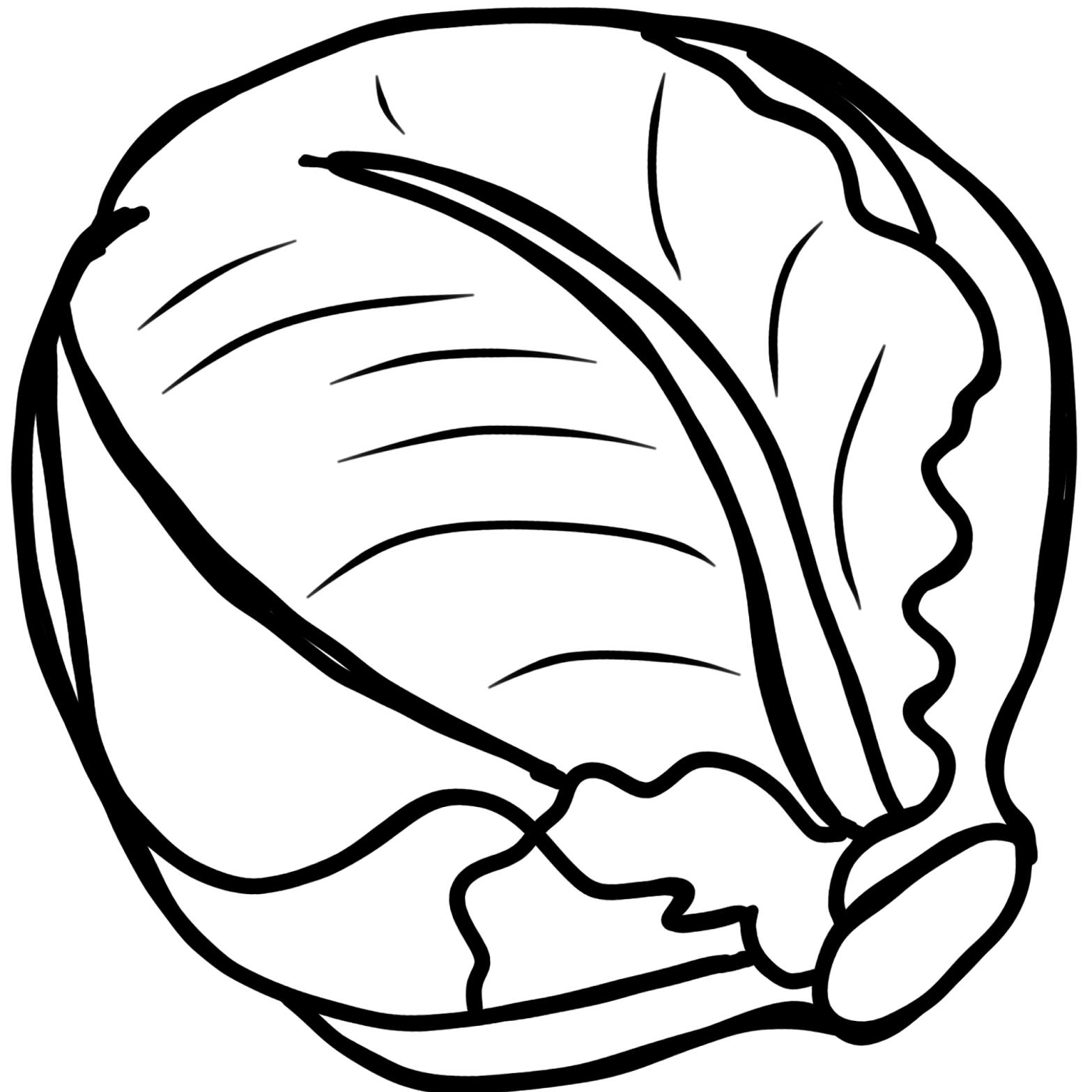 Cabbage drawing at getdrawings. Lettuce clipart coloring page