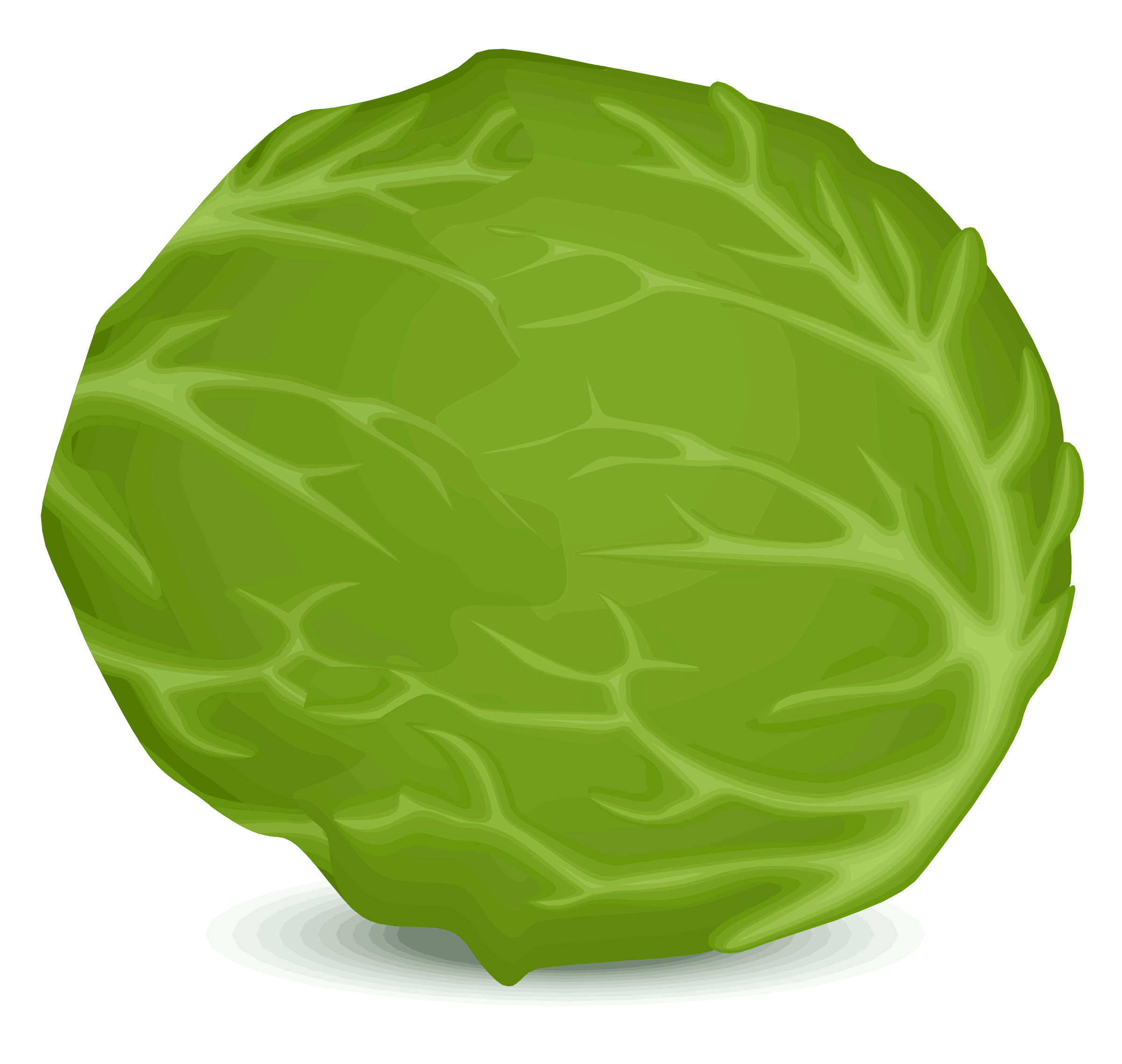 Collection of free cabbaging. Lettuce clipart corned beef cabbage