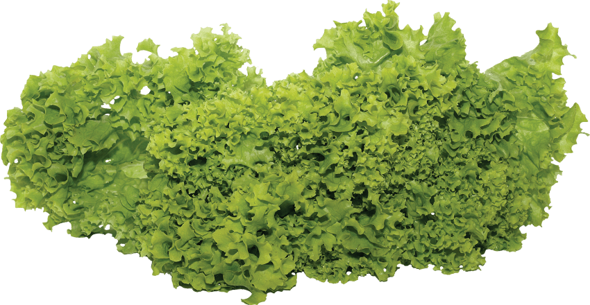 Salad png free images. Lettuce clipart dark green vegetable