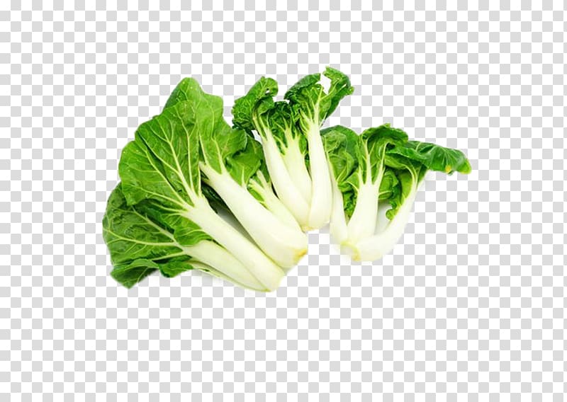 Lettuce clipart dark green vegetable. Chinese cabbage romaine napa
