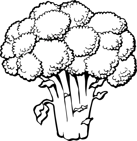 lettuce clipart drawn