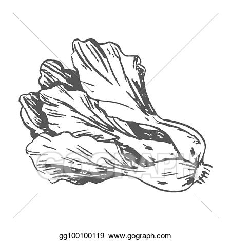 Lettuce clipart drawn. Vector art romaine colorless
