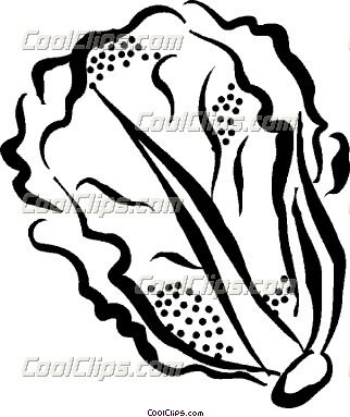 Lettuce clipart drawn. Line drawings google search