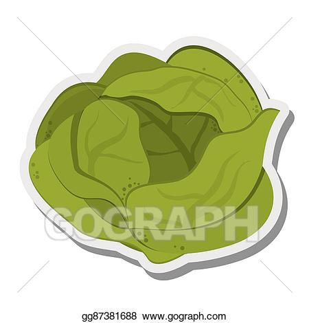 Eps vector whole icon. Lettuce clipart flat