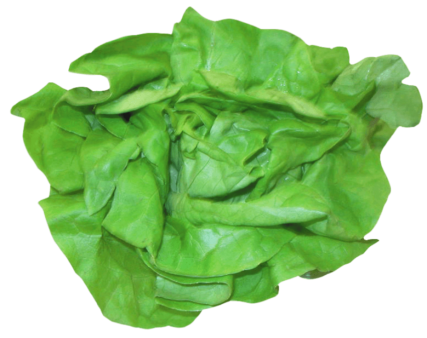 Lettuce clipart fresh. Png free images toppng