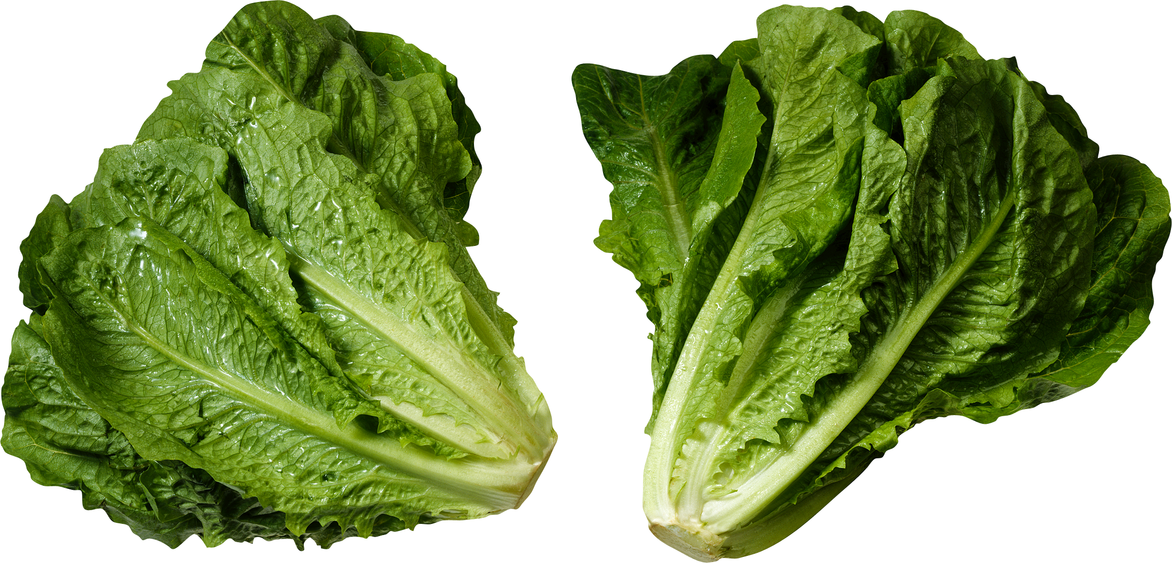 Two isolated stock photo. Lettuce clipart green foods