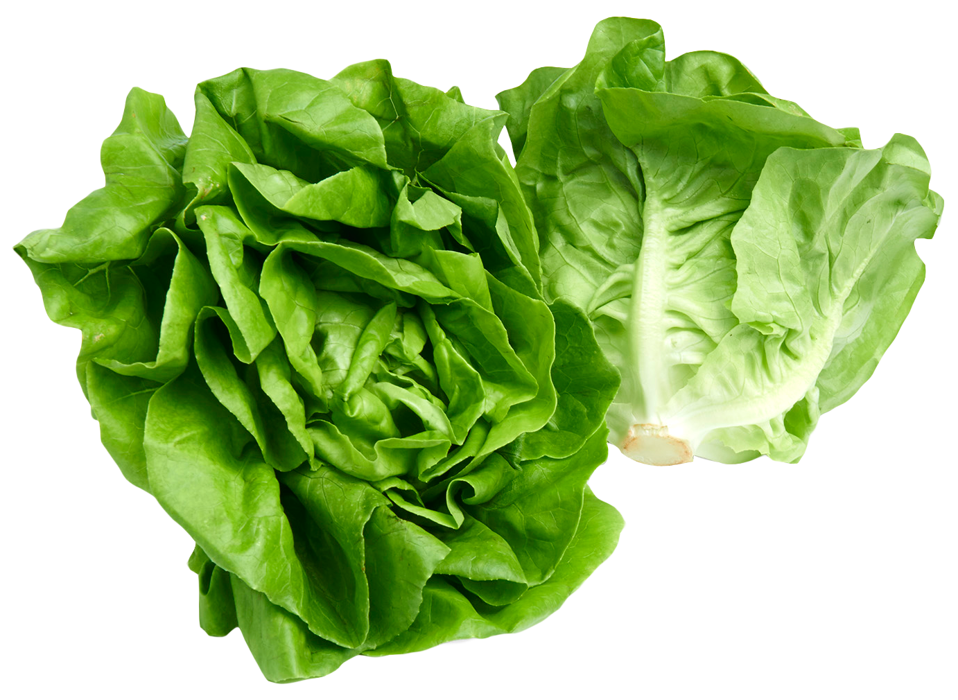 Lettuce clipart green foods. Butterhead png image purepng
