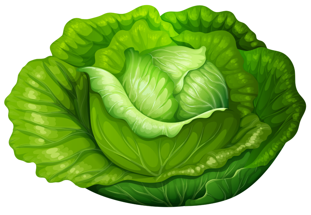 Huge collection of download. Lettuce clipart green foods