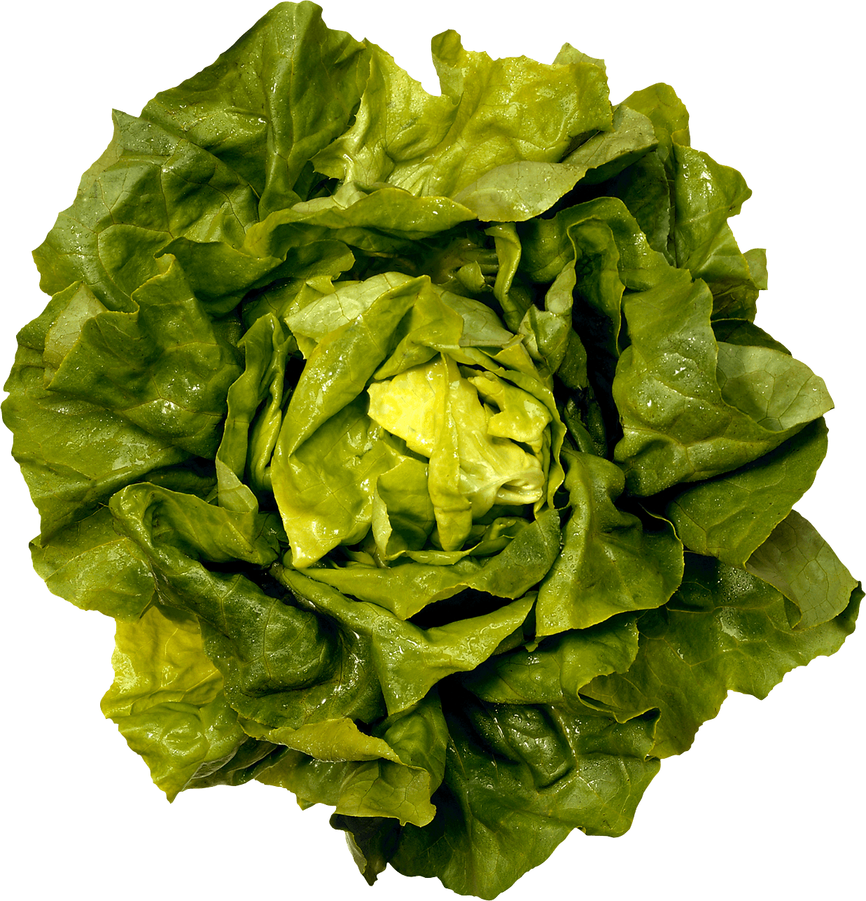 Fresh salad transparent png. Lettuce clipart green foods