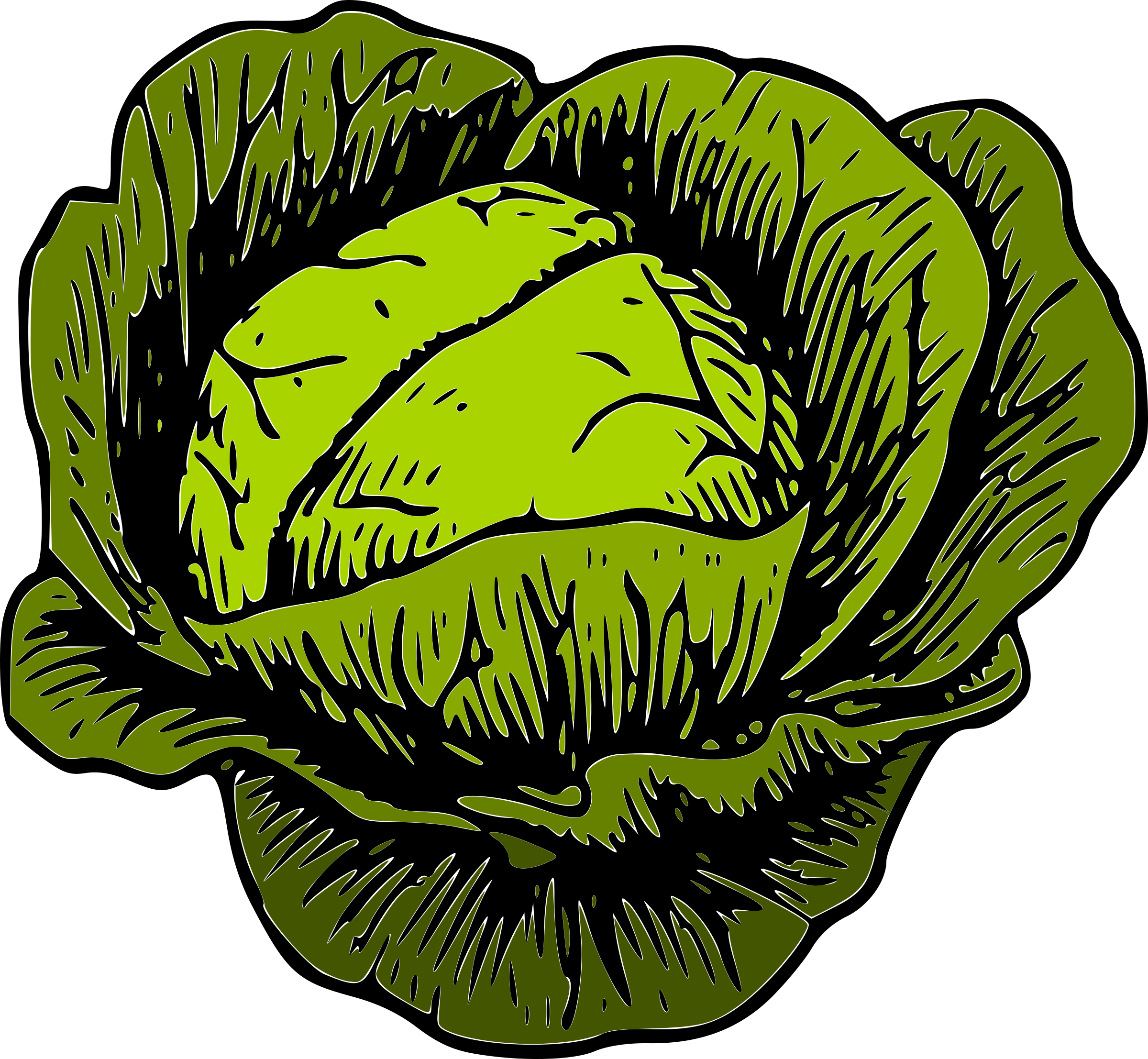 cabbage clipart cabage