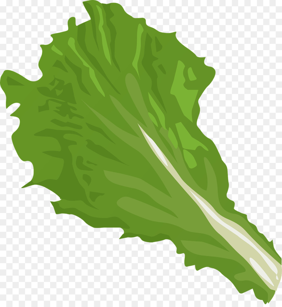 lettuce clipart green veggie
