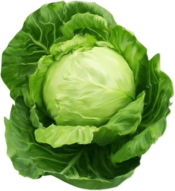 lettuce clipart individual vegetable