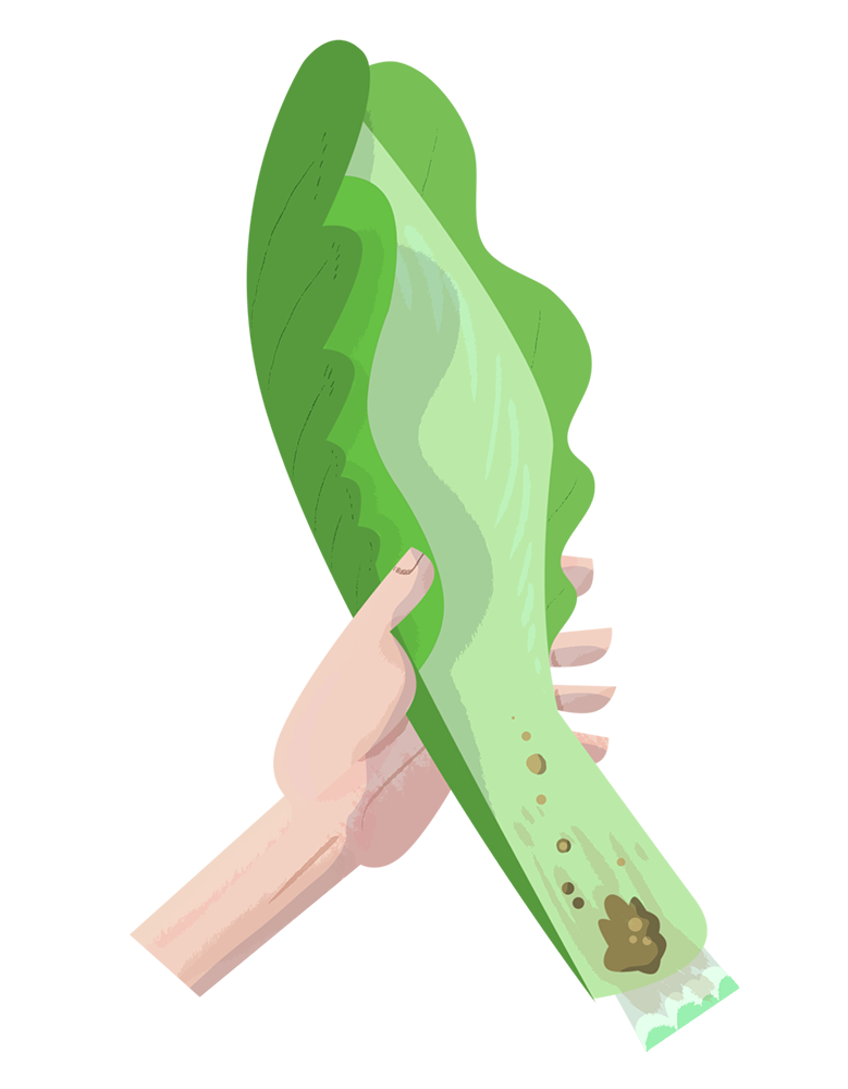 What does triple washed. Lettuce clipart leafy vegetable