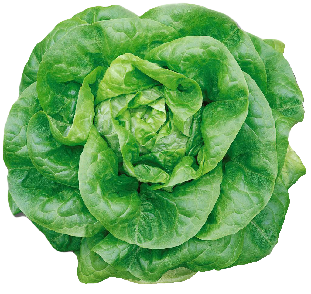 Butterhead png image purepng. Lettuce clipart lettice