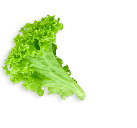 Leaf transparent png stickpng. Lettuce clipart lettice