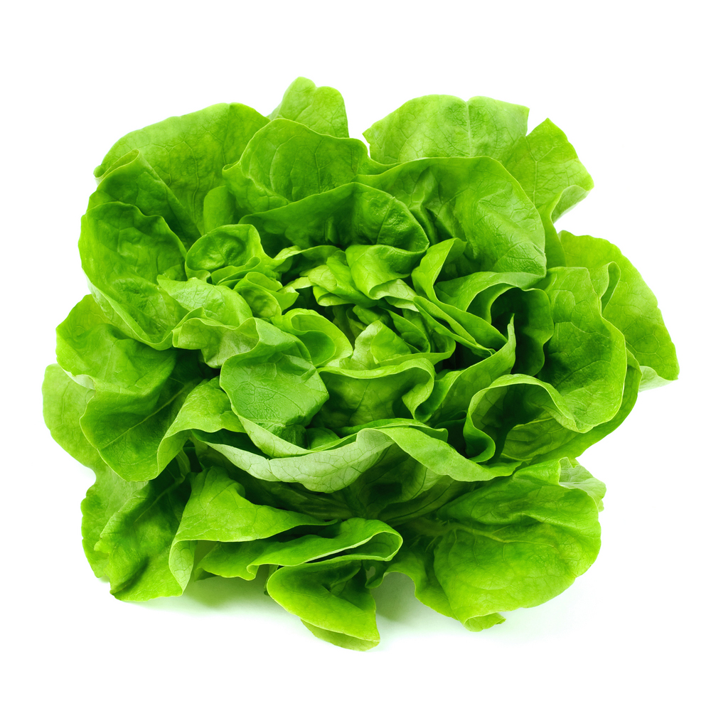 Lettuce clipart lettuce garden. Free download clip art