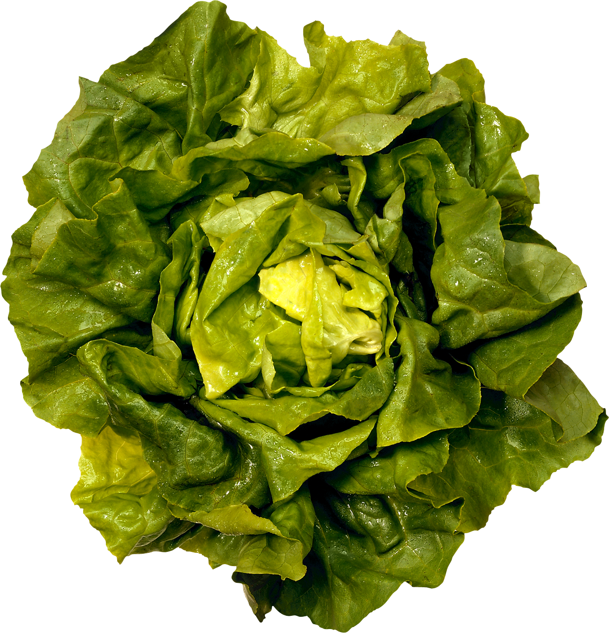 Lettuce lettuce plant