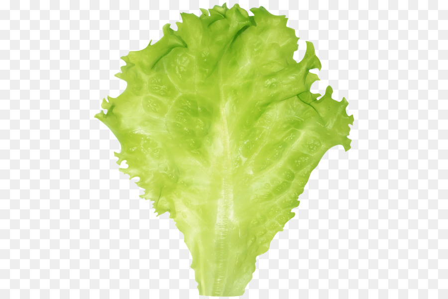 lettuce clipart lettuce plant