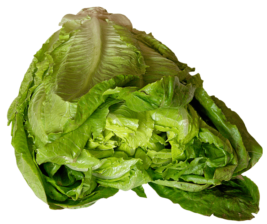 Png free images toppng. Lettuce clipart lettuce slice