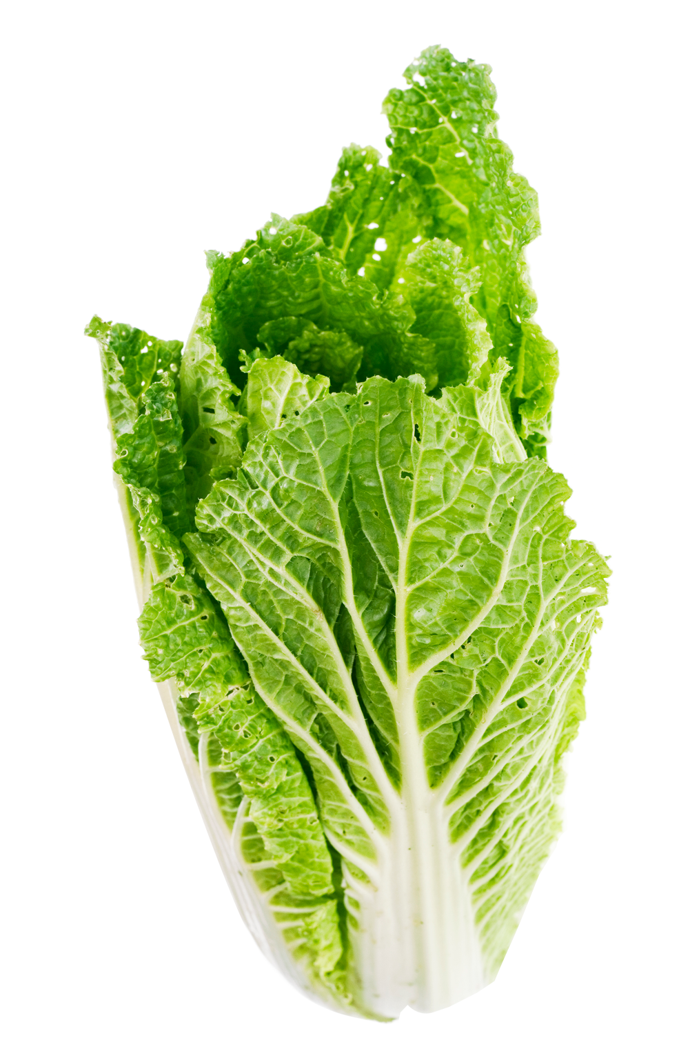 lettuce clipart mustard vegetable