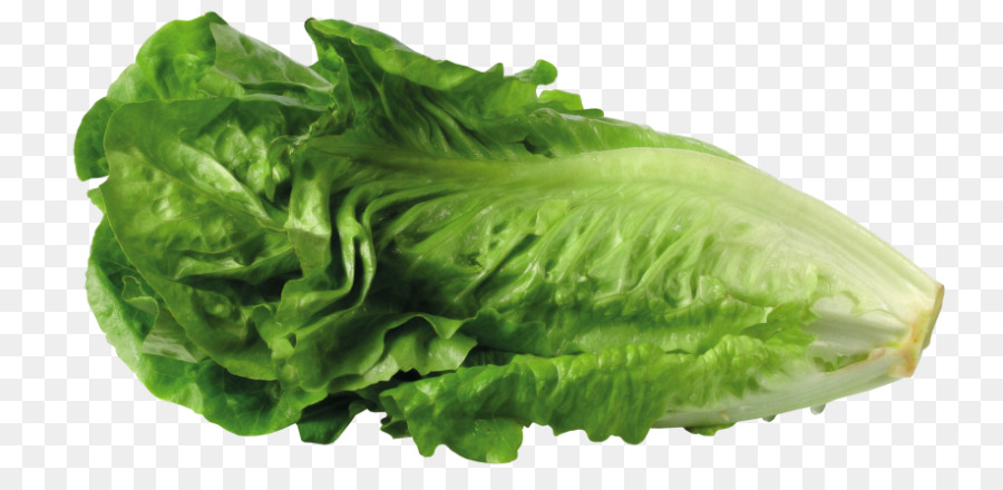 lettuce clipart mustard vegetable