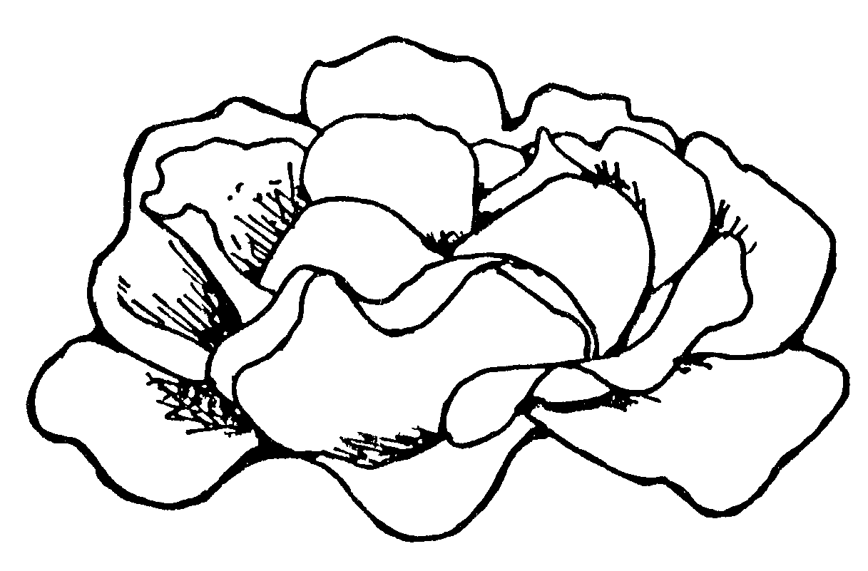 Free black and white. Lettuce clipart outline