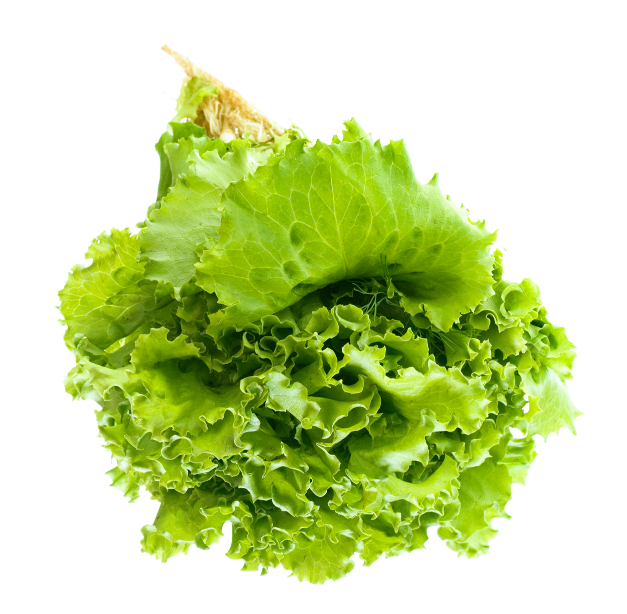 Lettuce clipart piece lettuce. Salad leaf png image