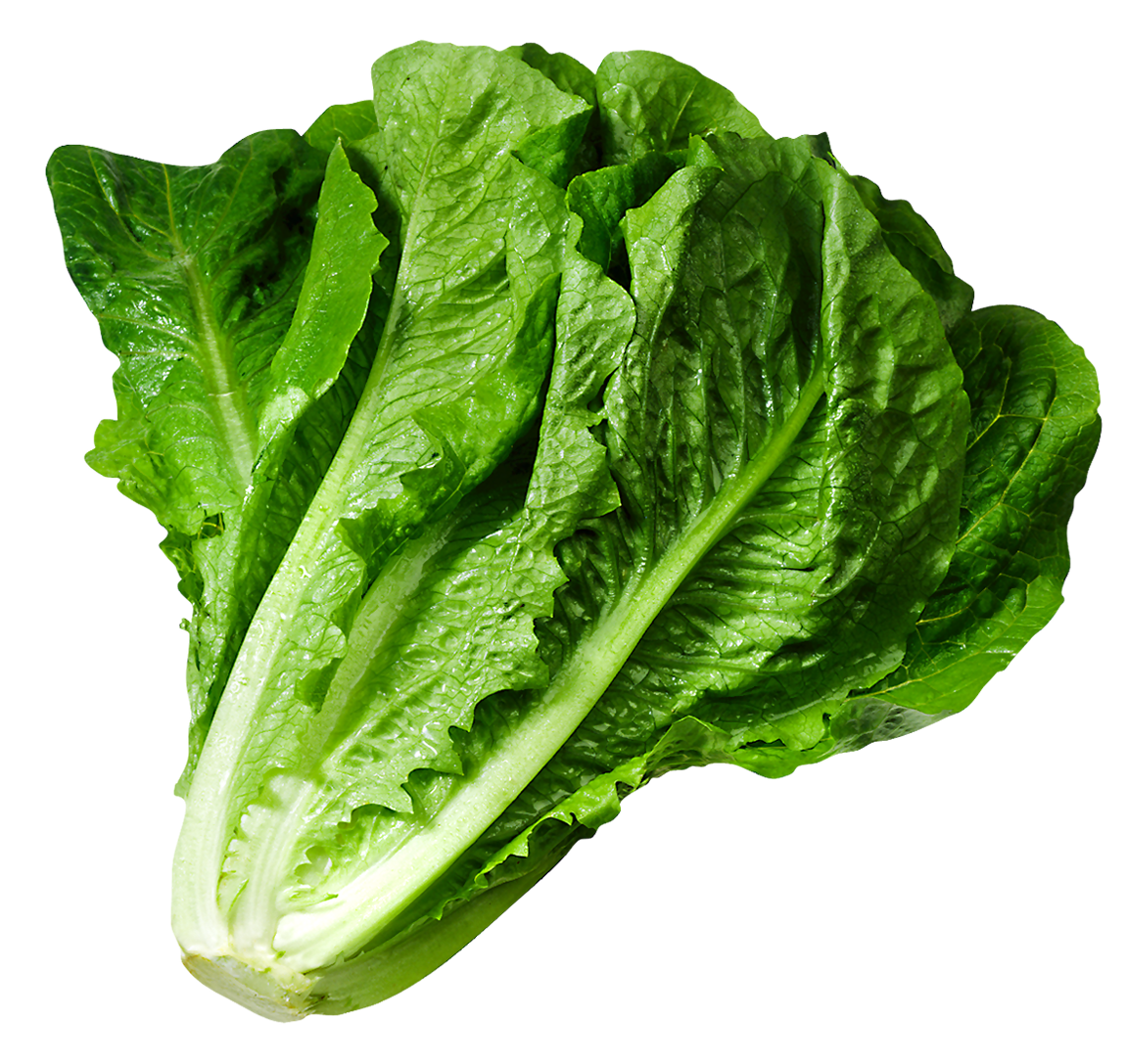 Png picture gallery yopriceville. Lettuce clipart pixel art