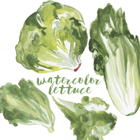 lettuce clipart real food