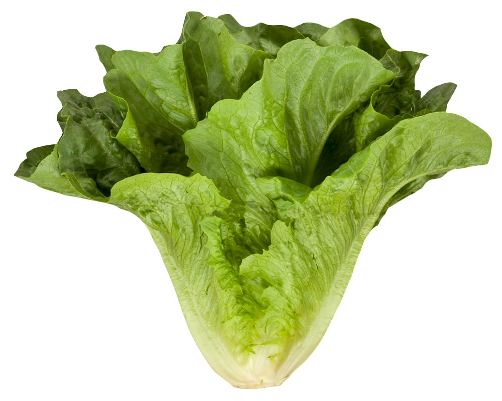 Lettuce clipart romaine lettuce. Cos png image purepng