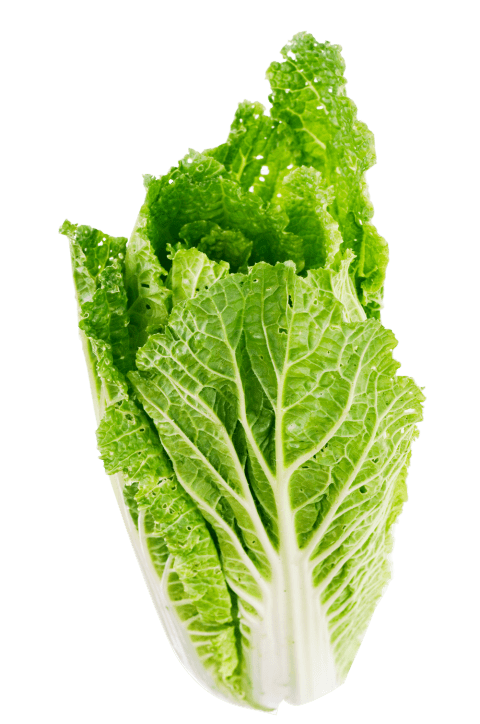 lettuce clipart romaine lettuce