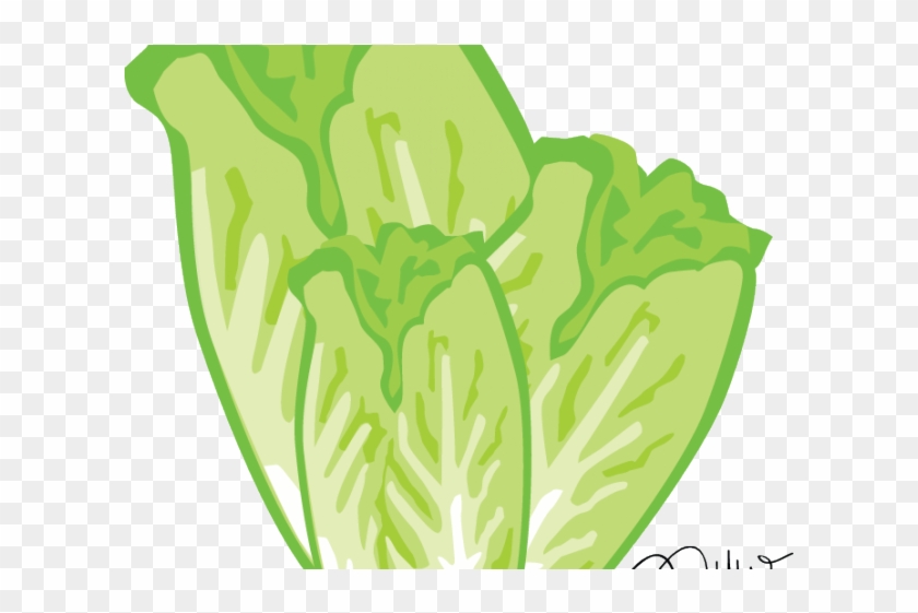 Lettuce clipart romaine lettuce. Sawi hd png 