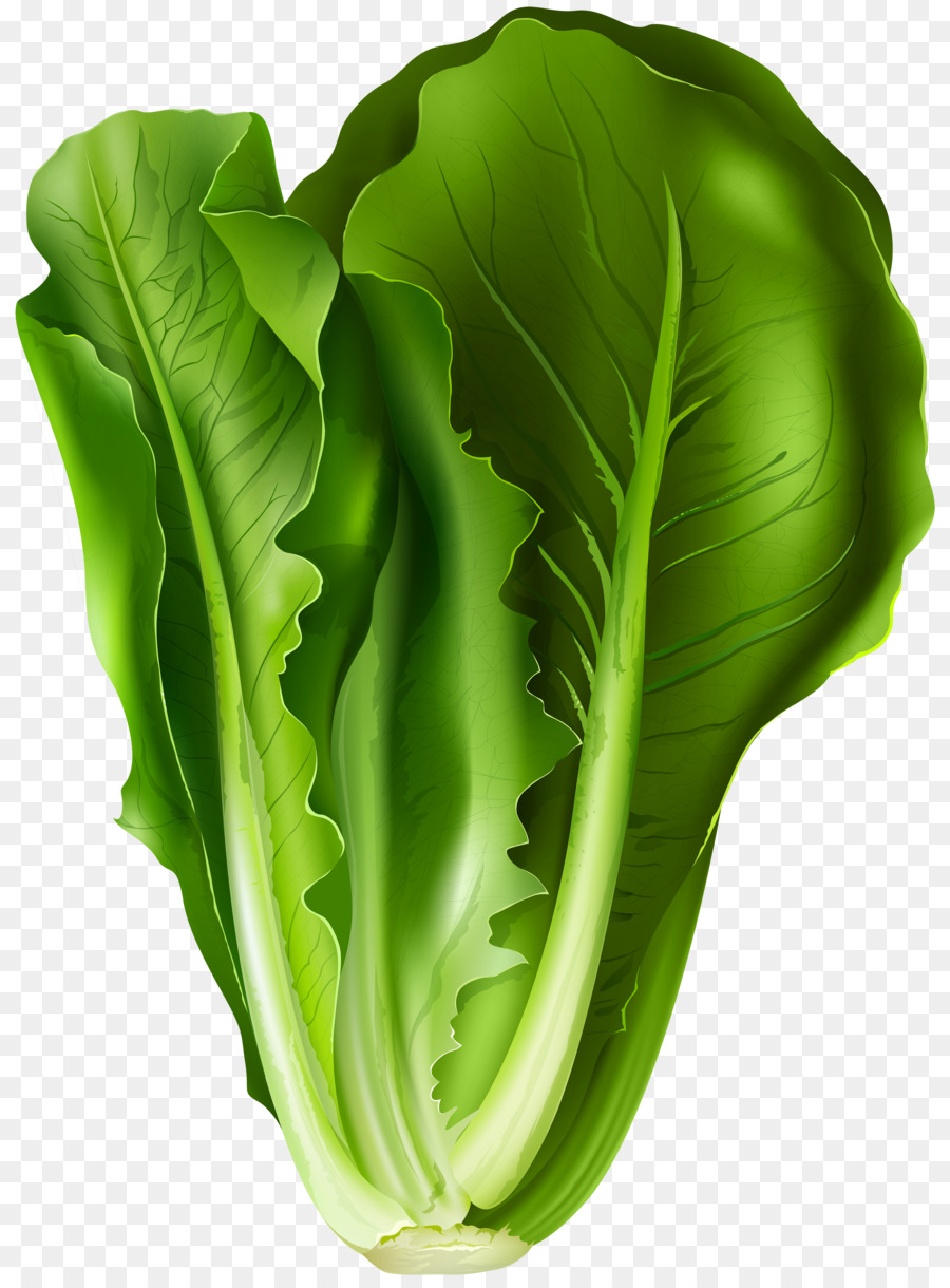 Lettuce clipart romaine lettuce. Sandwich iceberg leaf vegetable