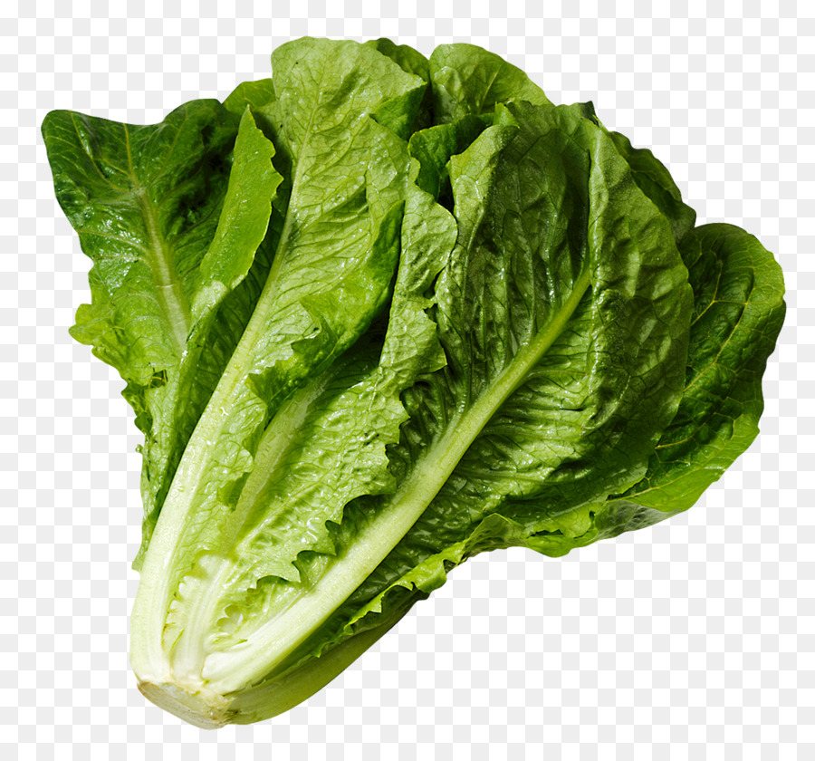 Iceberg cartoon vegetable salad. Lettuce clipart romaine lettuce
