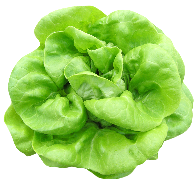 Lettuce salad leave