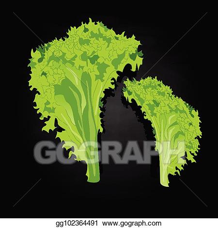 lettuce clipart salad leave