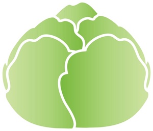 Lettuce clipart simple. Attractive drawing of a