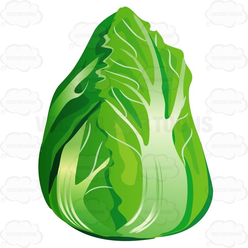 Lettuce clipart single vegetable. Free download best on