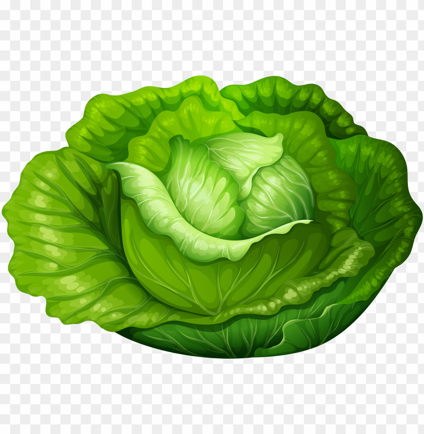 Png image . Lettuce clipart single vegetable