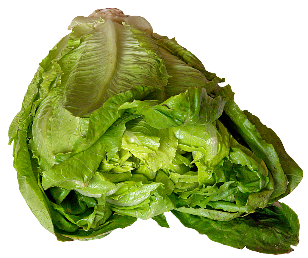 lettuce clipart sliced