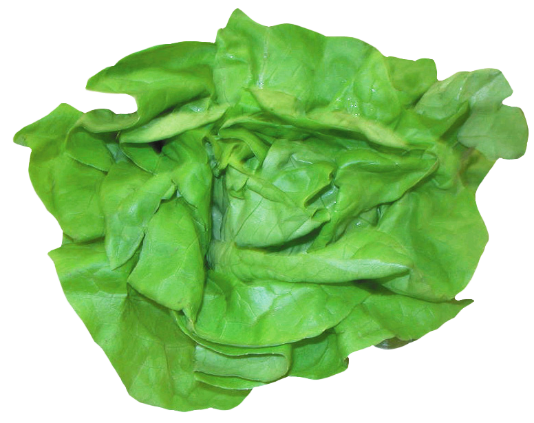 Lettuce clipart spinach. Fresh png image purepng