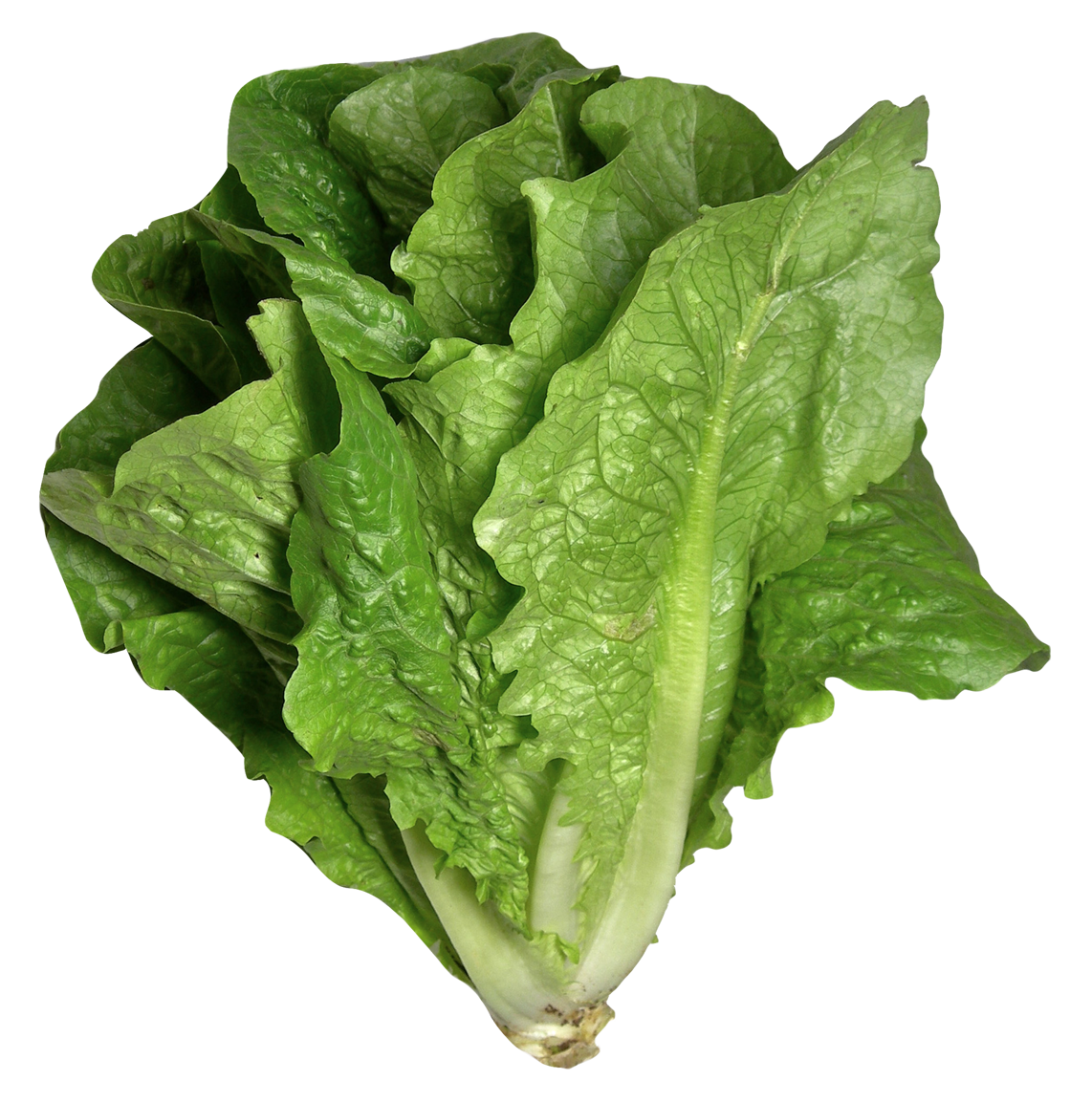 Lettuce clipart spinach. Romaine png image pngpix