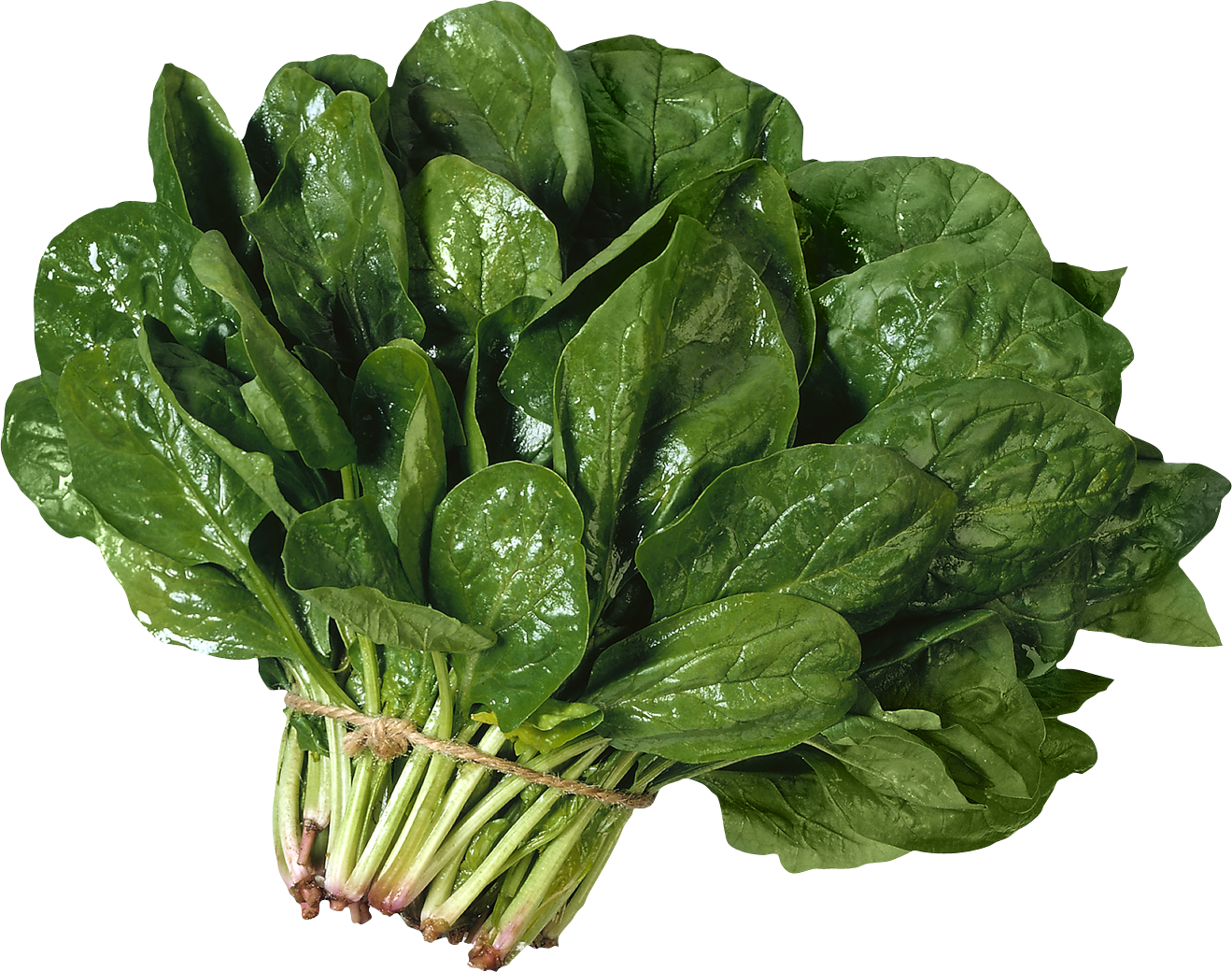 Lettuce clipart spinach. Nineteen isolated stock photo