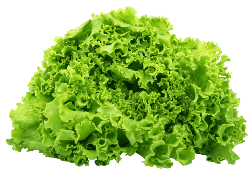 Green png free images. Lettuce clipart spinach