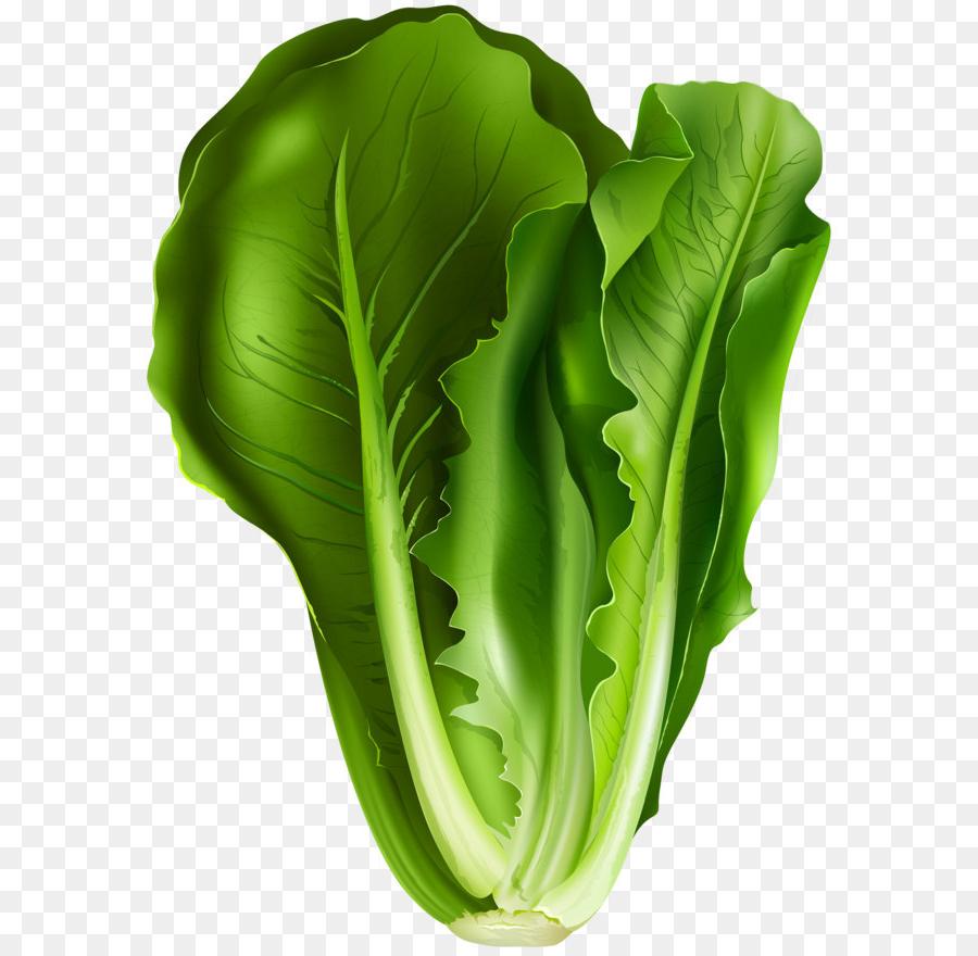 lettuce clipart stock photo