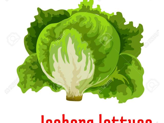 lettuce clipart veggy