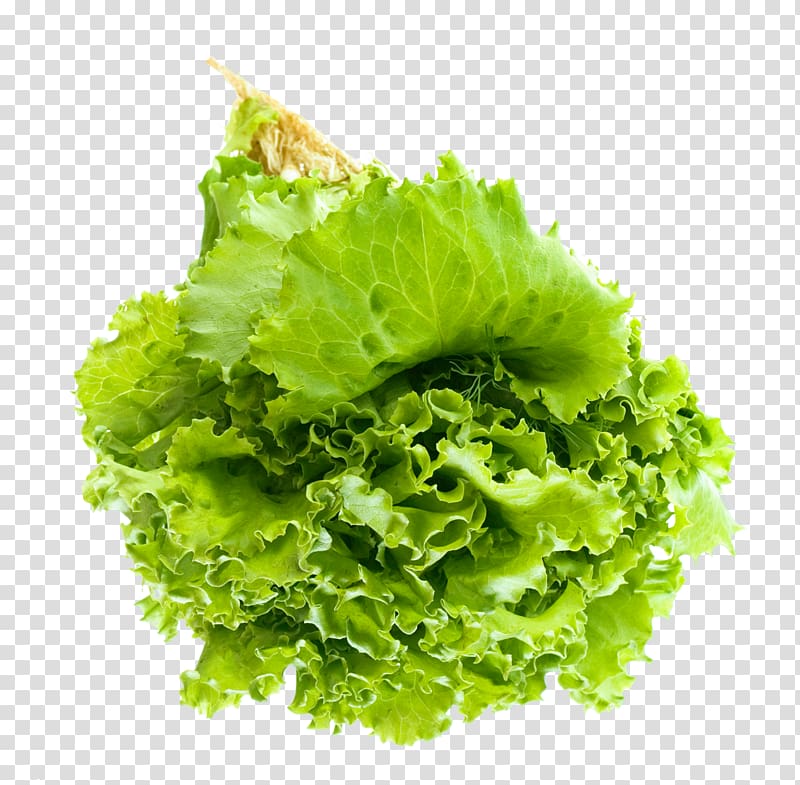 Lettuce clipart vegtable. Green vegetable salad leaf