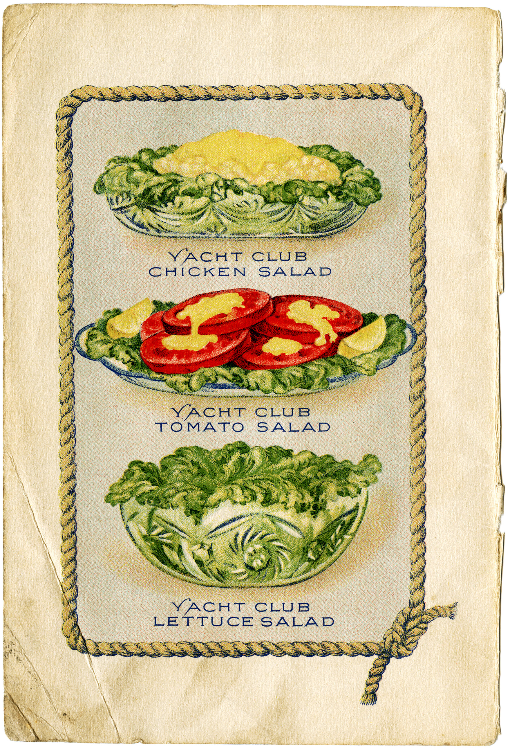 lettuce clipart vintage