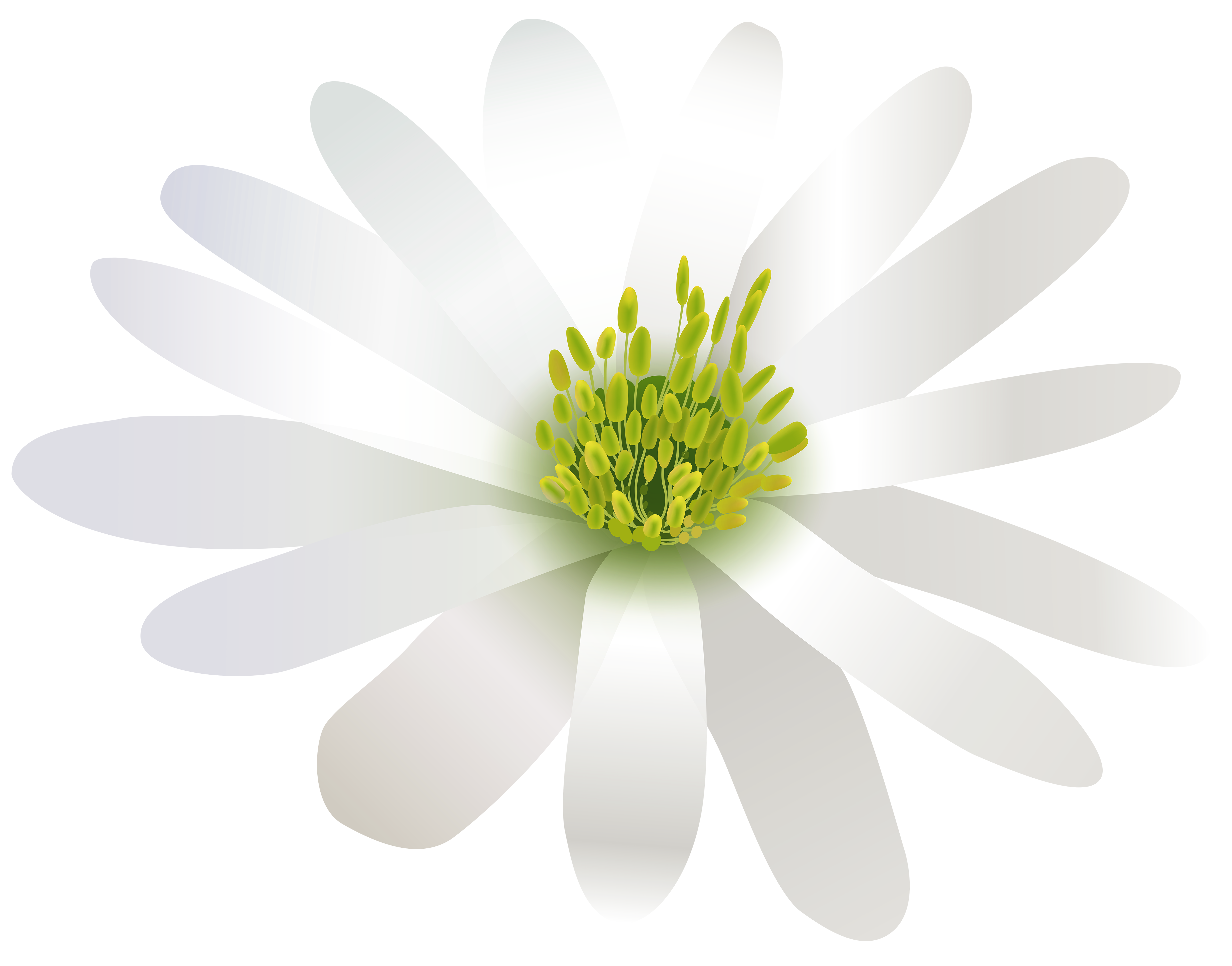 Life clipart flower. White transparent png clip